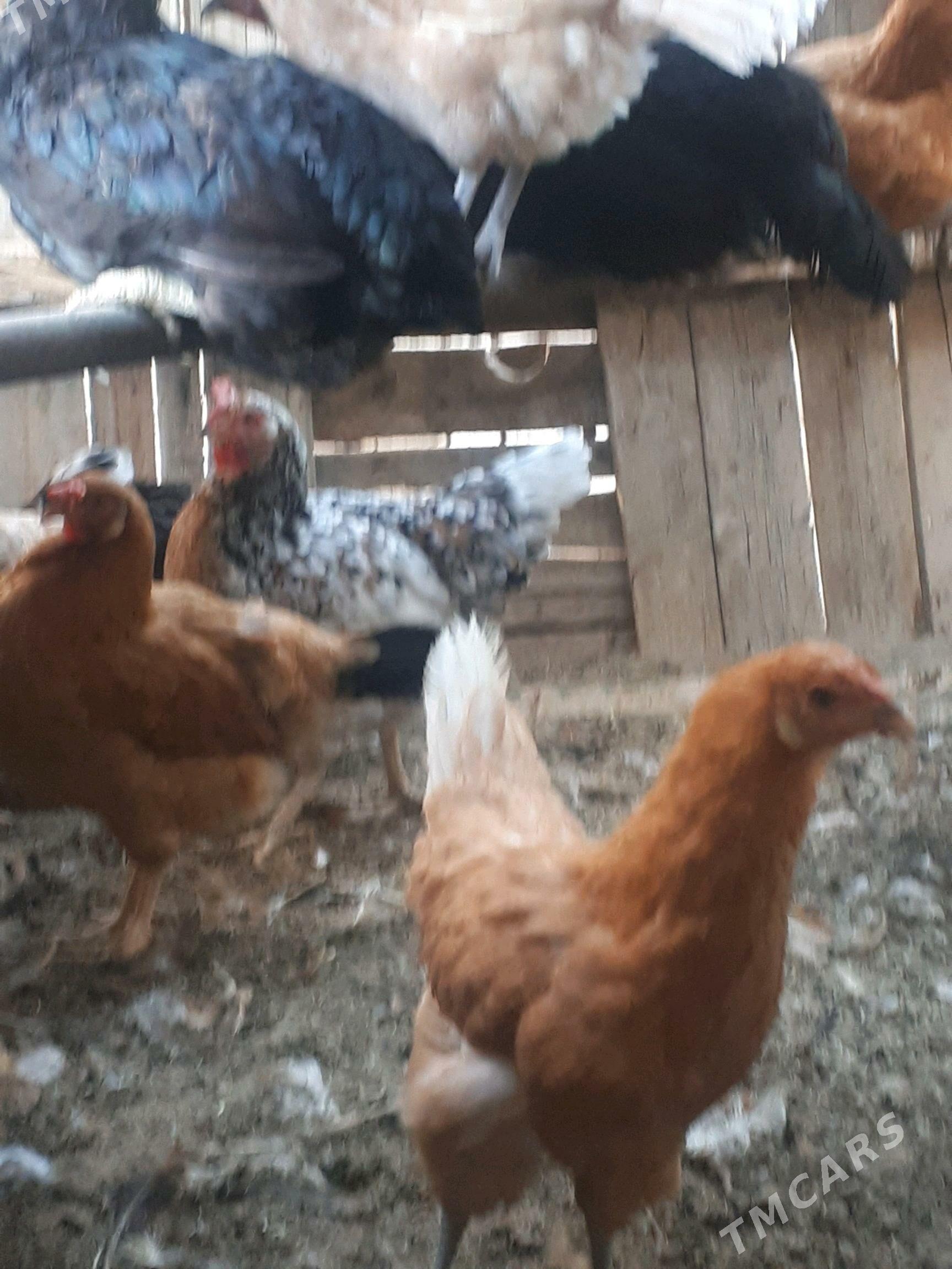 Towuk - Гумдаг - img 3