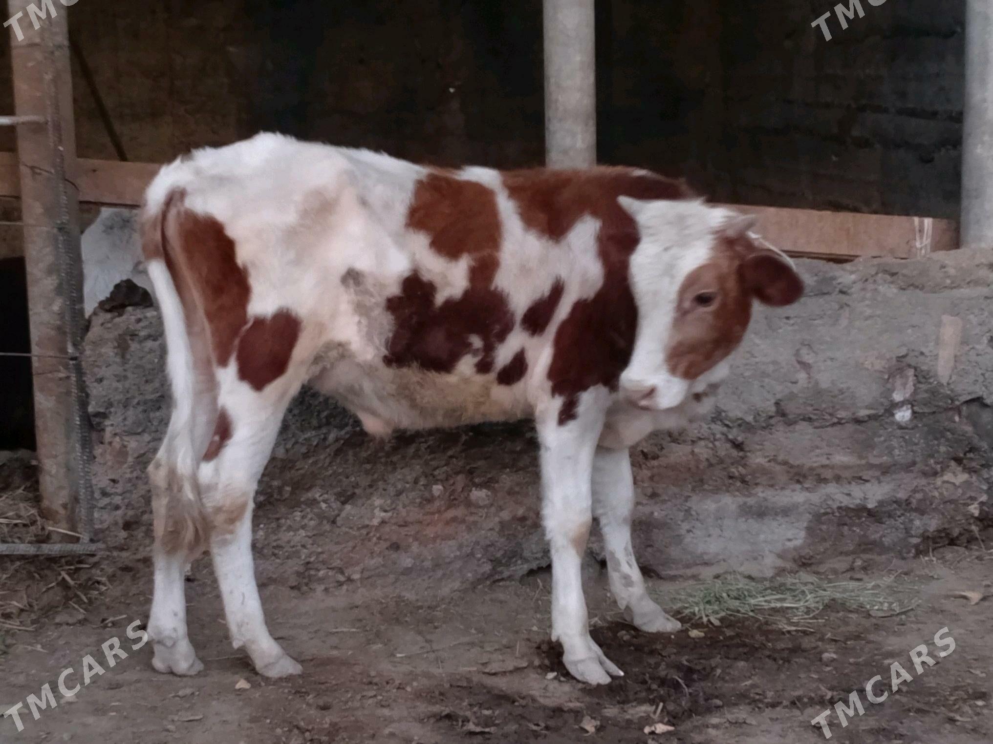 sygyr okuz - Гёкдепе - img 3