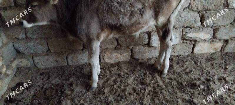 OKUZ ŞWES - Ашхабад - img 2