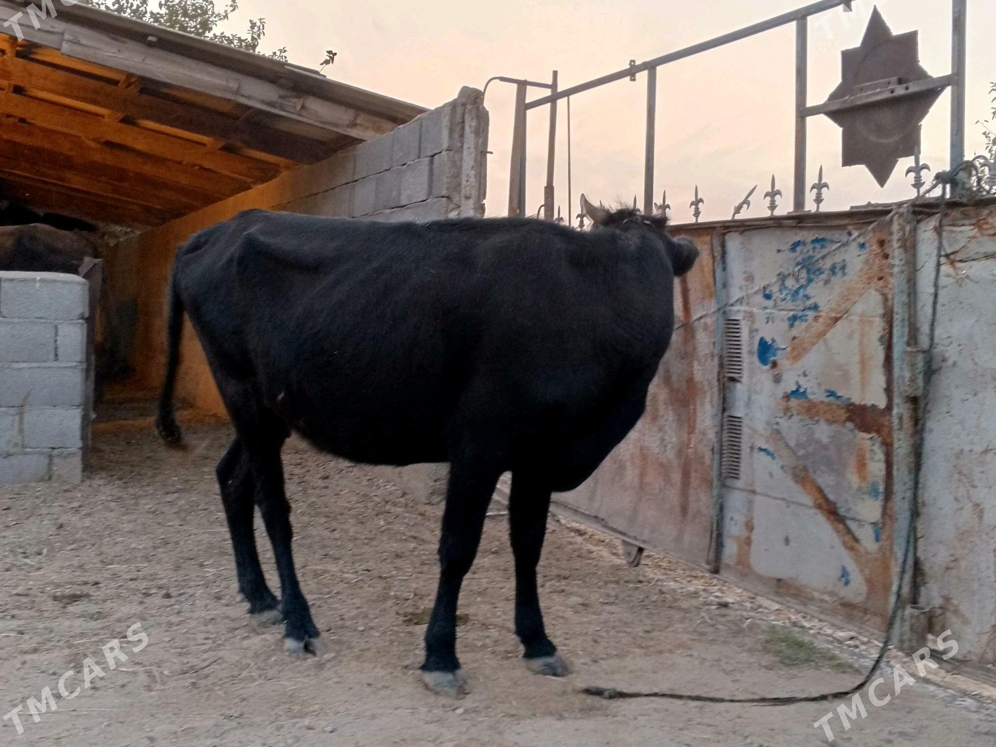 sygyr okuz - Гёкдепе - img 2