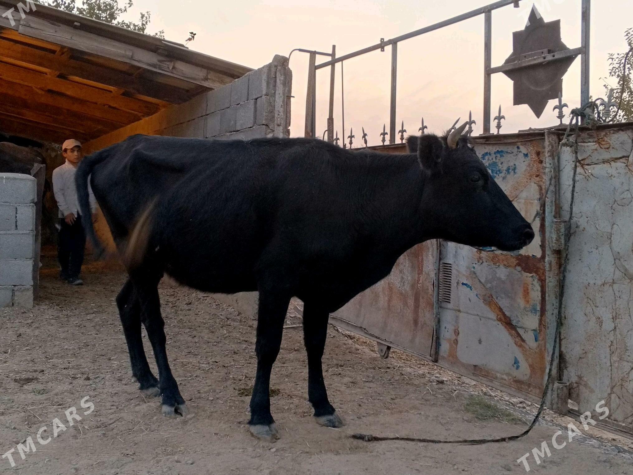 sygyr okuz - Гёкдепе - img 1