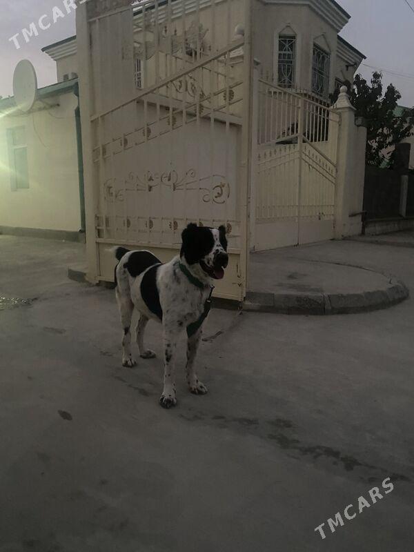 Alabay it gujik - Aşgabat - img 2