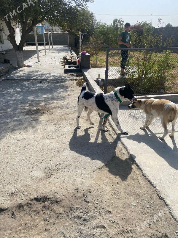 Alabay it gujik - Aşgabat - img 4