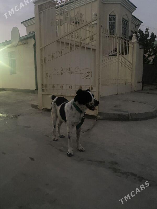 Alabay it gujik - Aşgabat - img 7