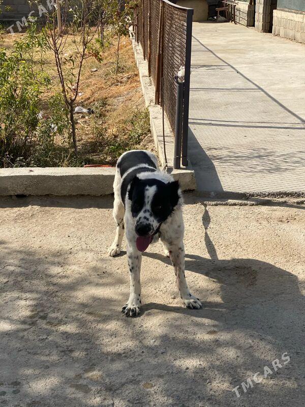 Alabay it gujik - Aşgabat - img 3