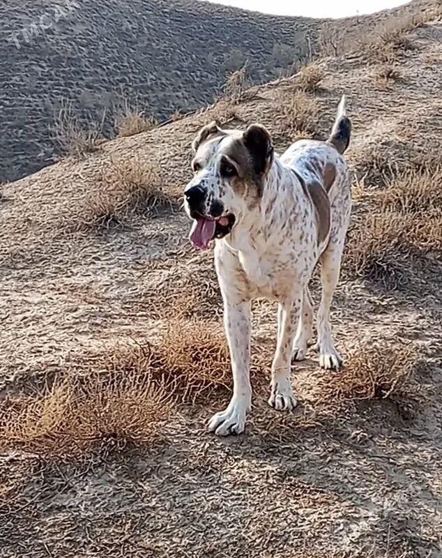 Alabay it gujik - Aşgabat - img 1
