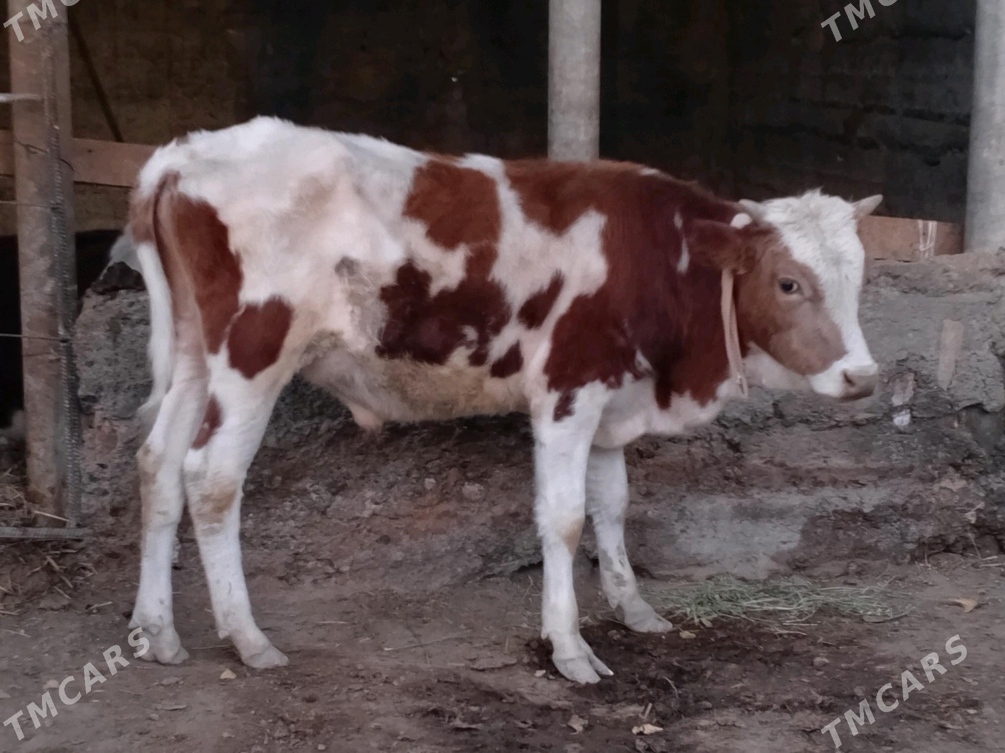 sygyr okuz - Гёкдепе - img 4