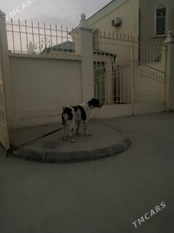 Alabay it gujik - Aşgabat - img 5