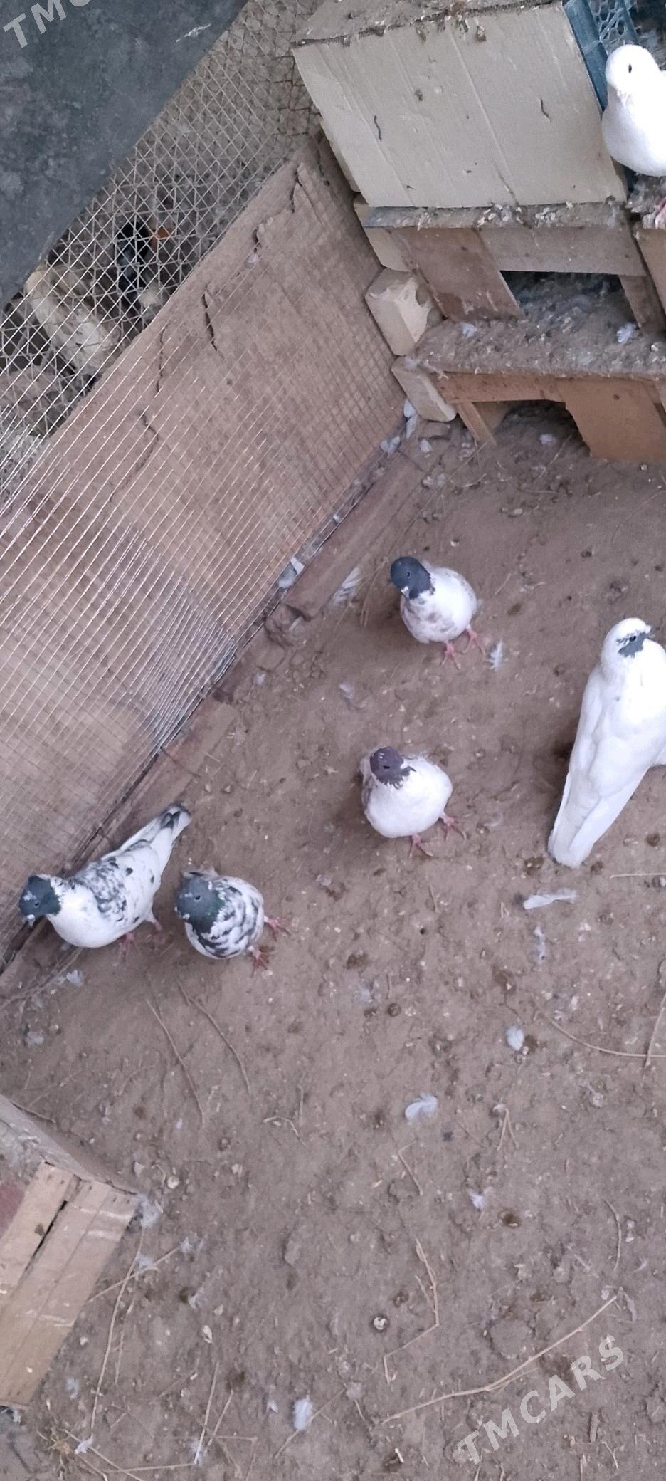 kepderi - Сакарчага - img 2