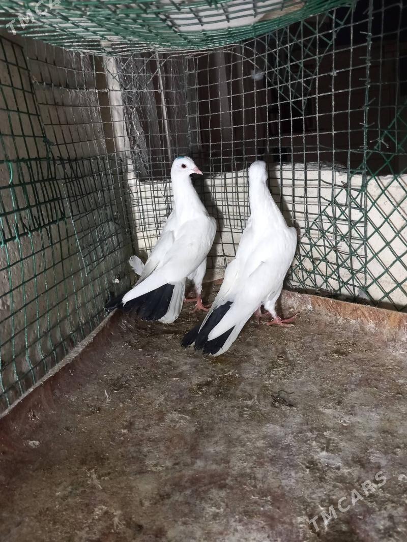 kepderi - Aşgabat - img 3