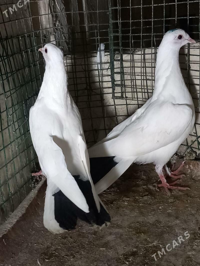 kepderi - Aşgabat - img 2