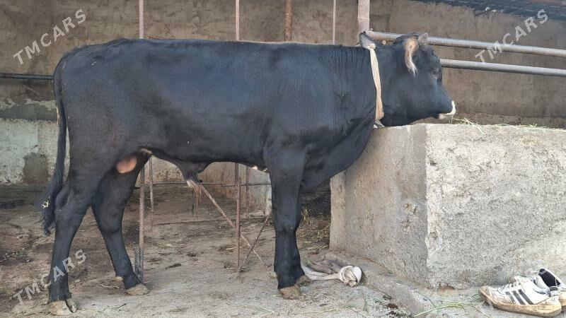 ökùz - Чоганлы - img 3