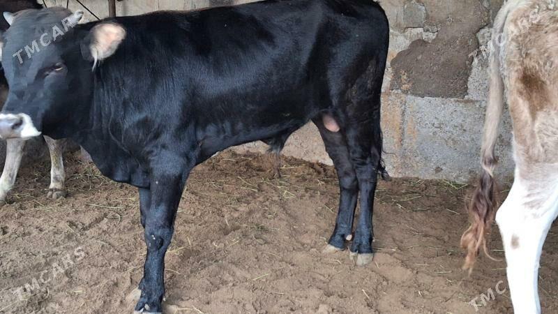 ökùz - Чоганлы - img 4