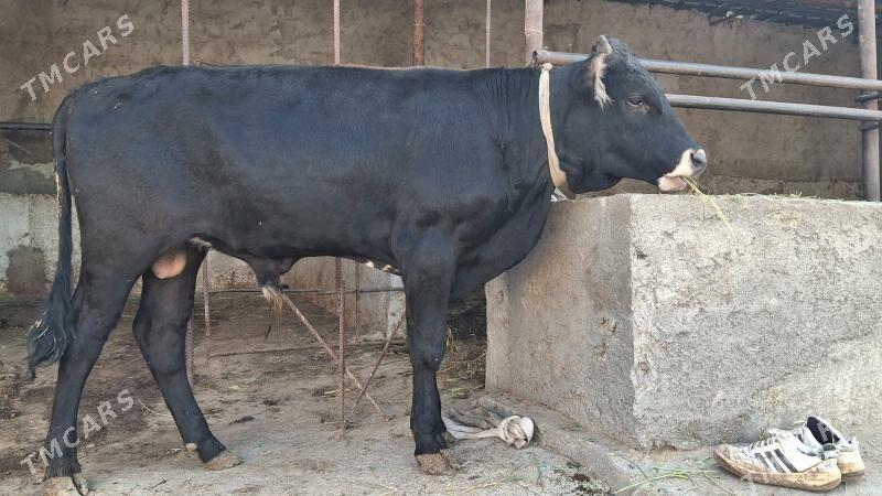 ökùz - Чоганлы - img 2