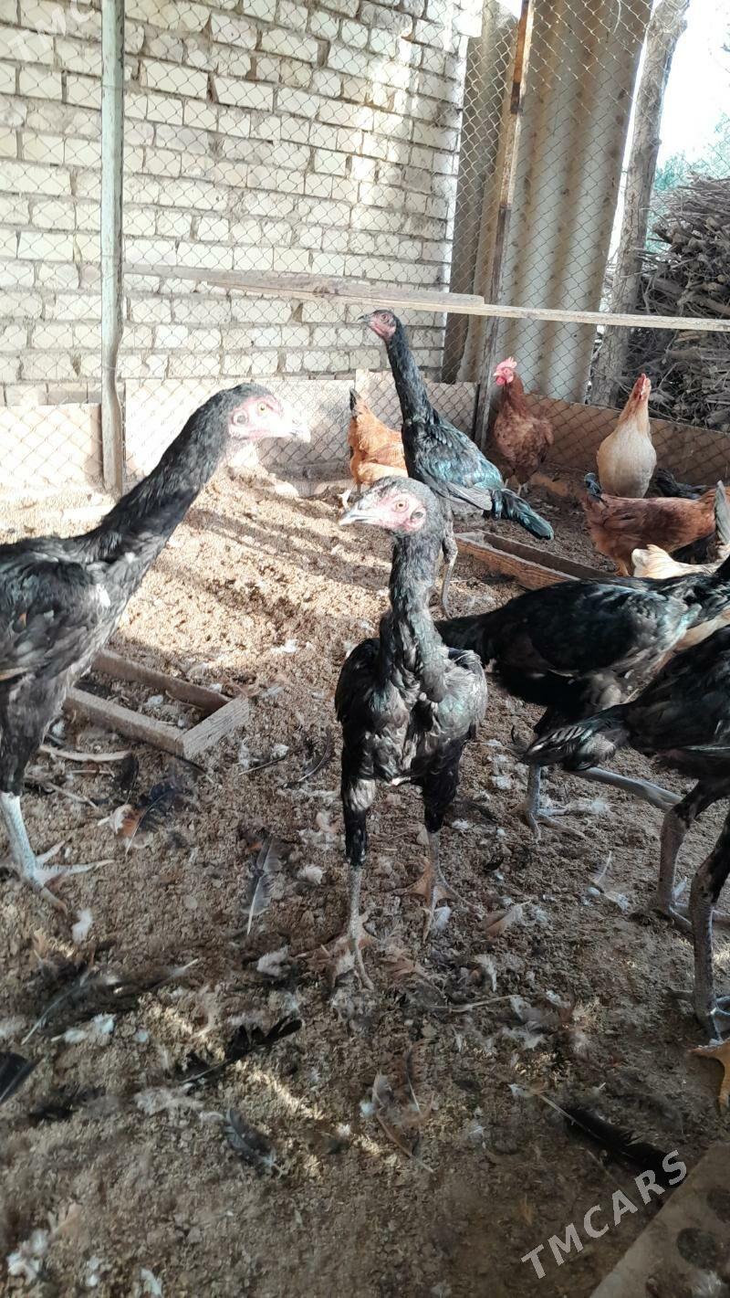 bayes - Murgap - img 2