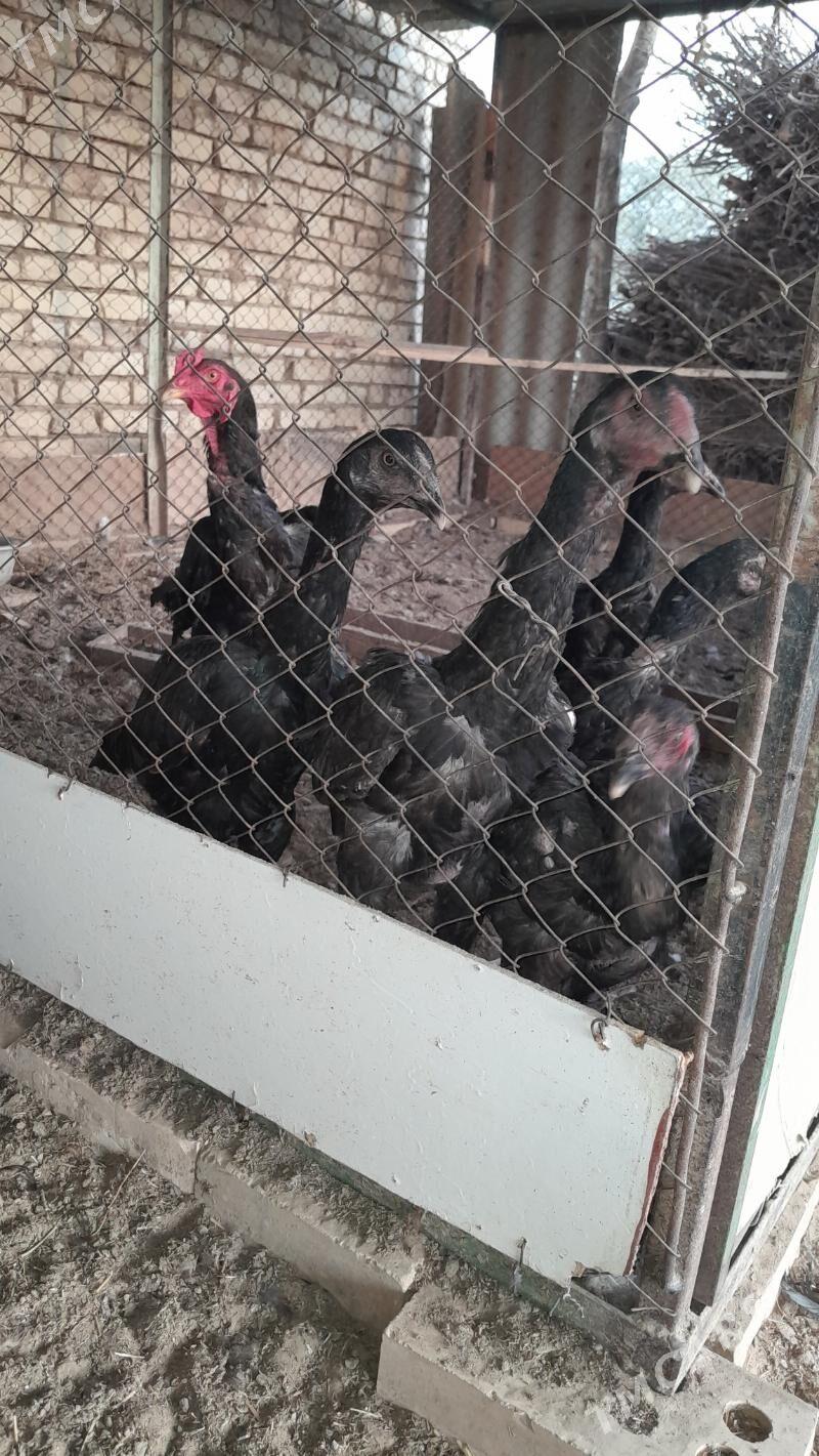 bayes - Murgap - img 1