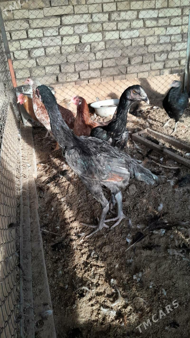 bayes - Murgap - img 3