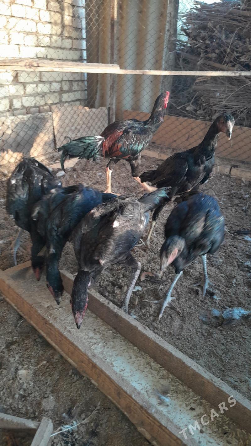 bayes - Murgap - img 5