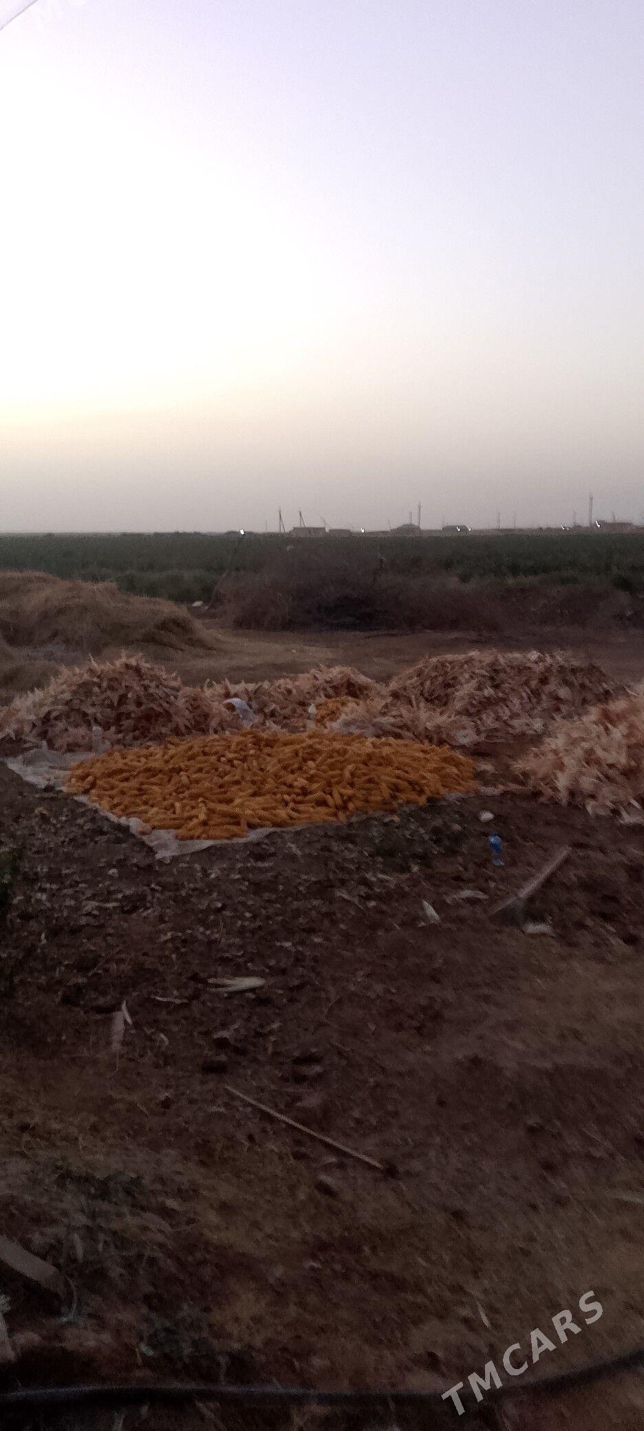 mekge - Oguz han - img 3