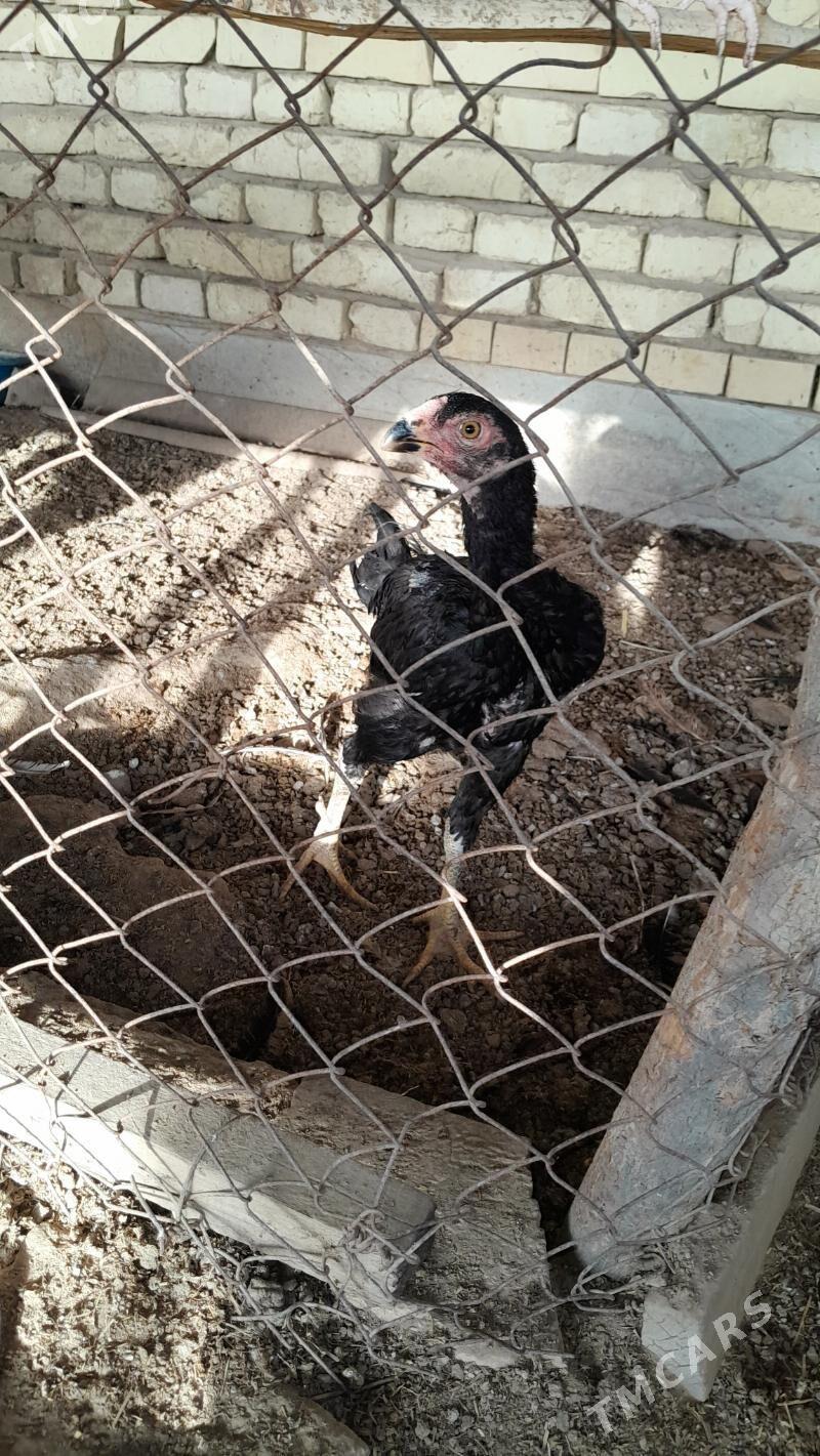 bayes - Murgap - img 4