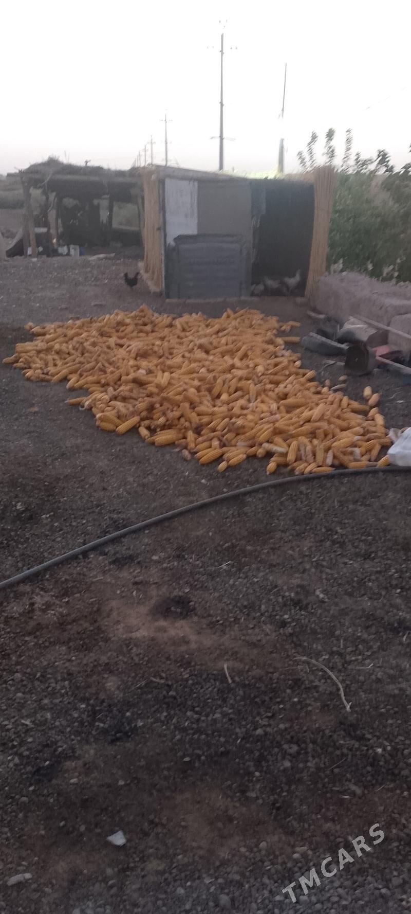 mekge - Oguz han - img 2