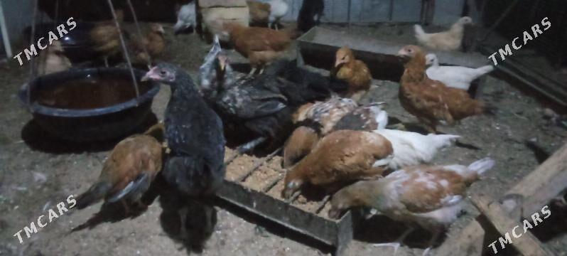 jujeler - Чарджоу - img 8