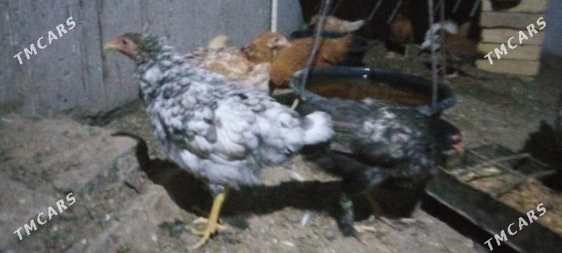 jujeler - Чарджоу - img 9