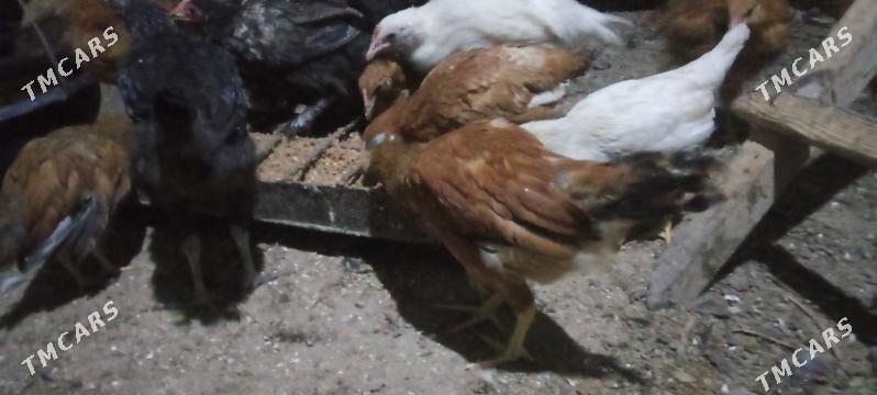 jujeler - Чарджоу - img 6