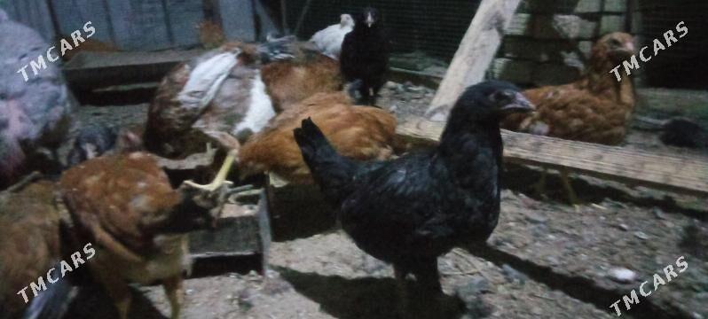 jujeler - Чарджоу - img 7