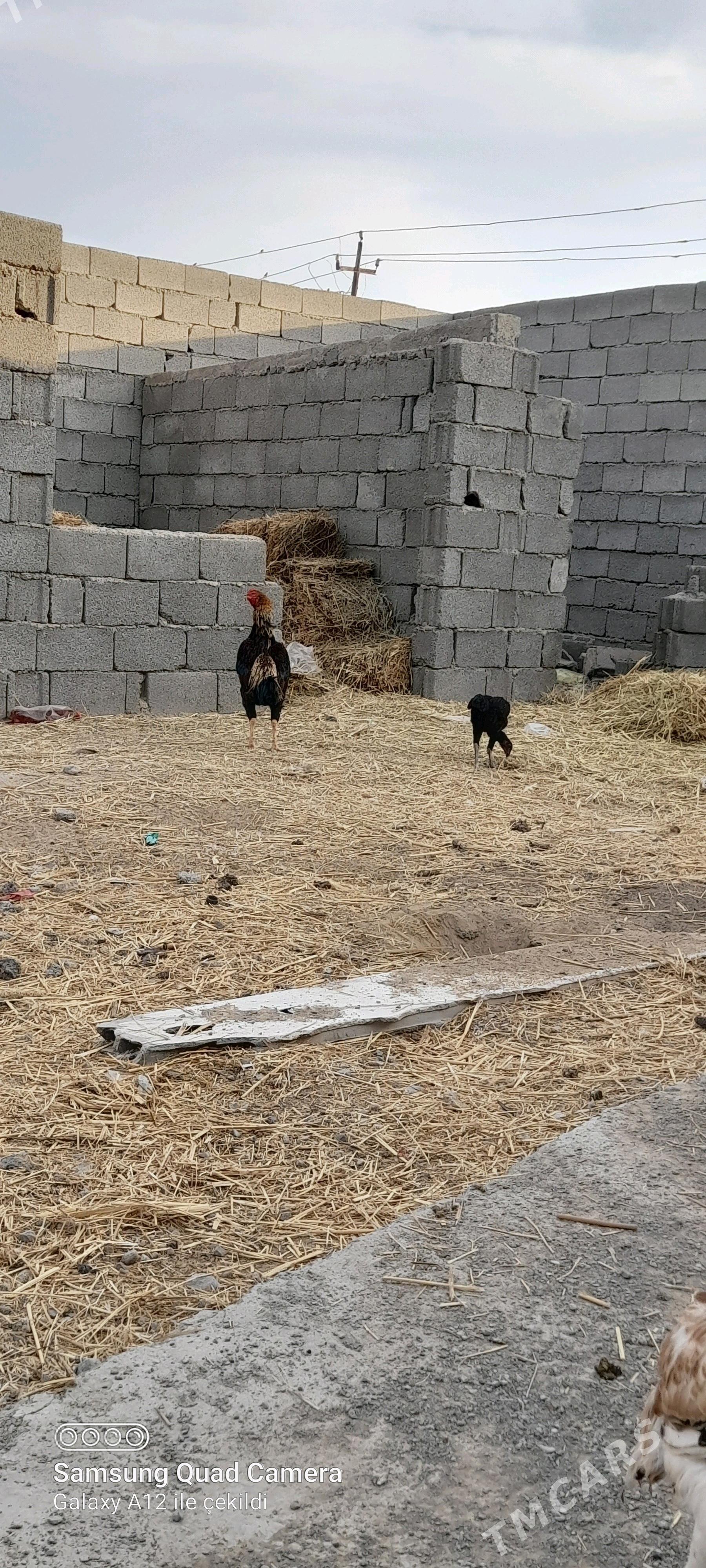 taşkent - Büzmeýin - img 1