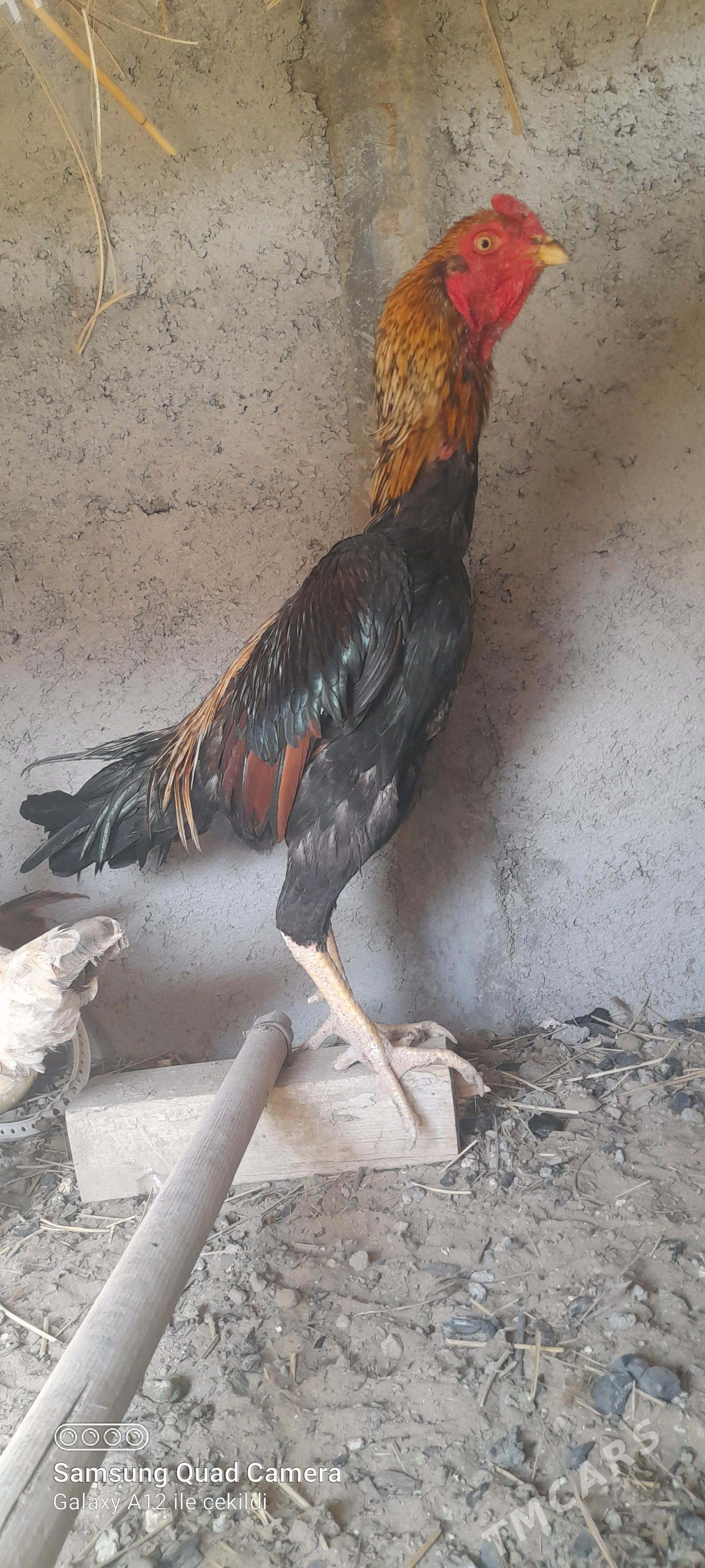 taşkent - Büzmeýin - img 2