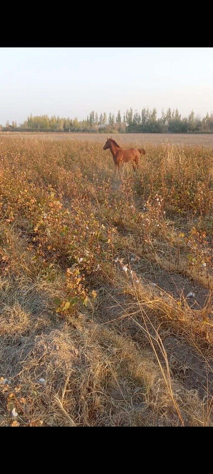 At At - Койтендаг - img 2