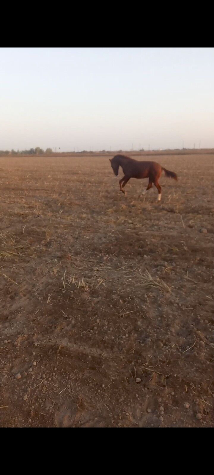 At At - Койтендаг - img 1