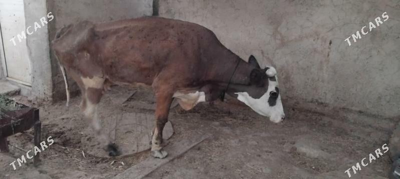 sygyr - Гёкдепе - img 4