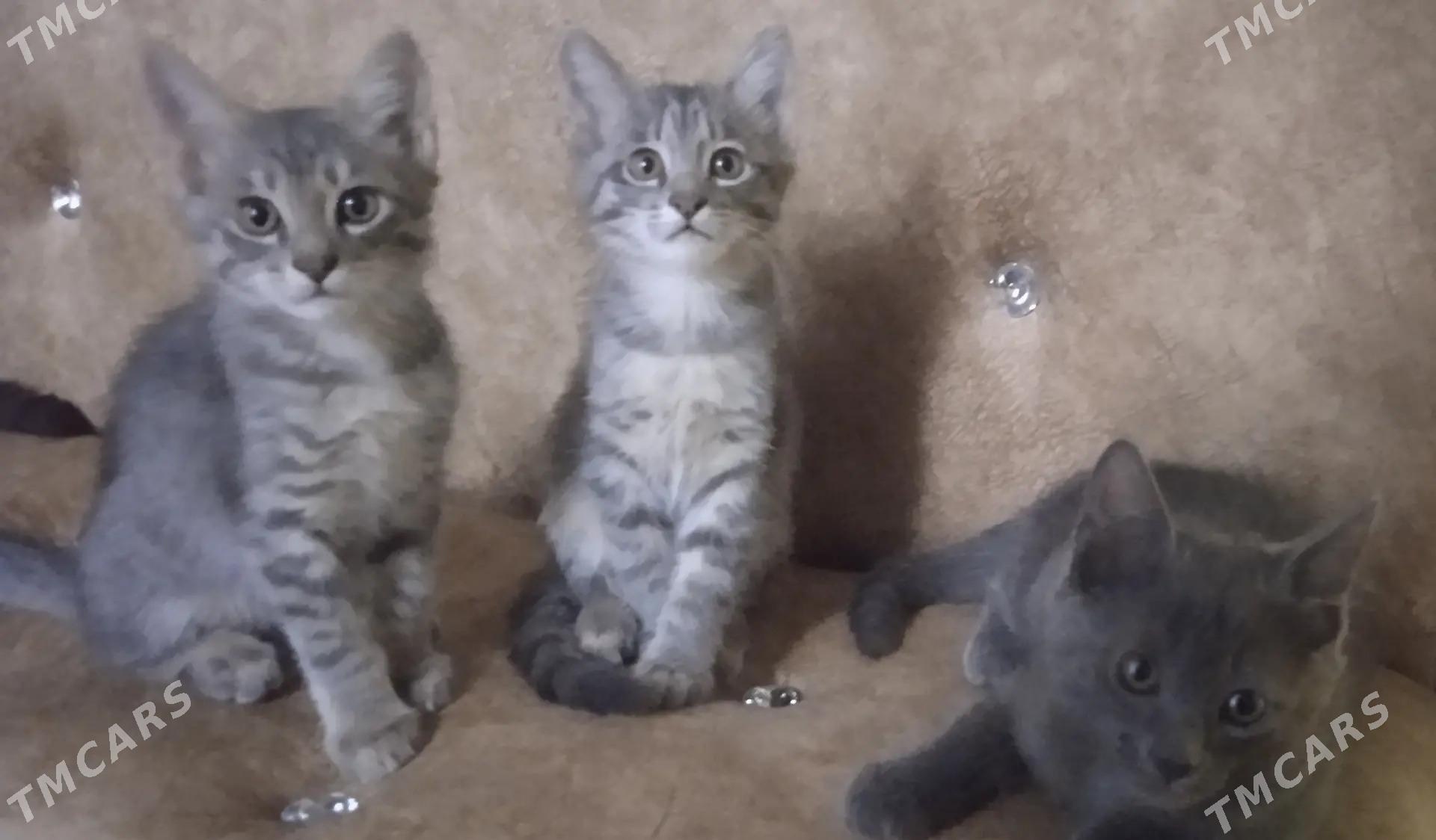 Pishik - Шабатский этрап - img 1