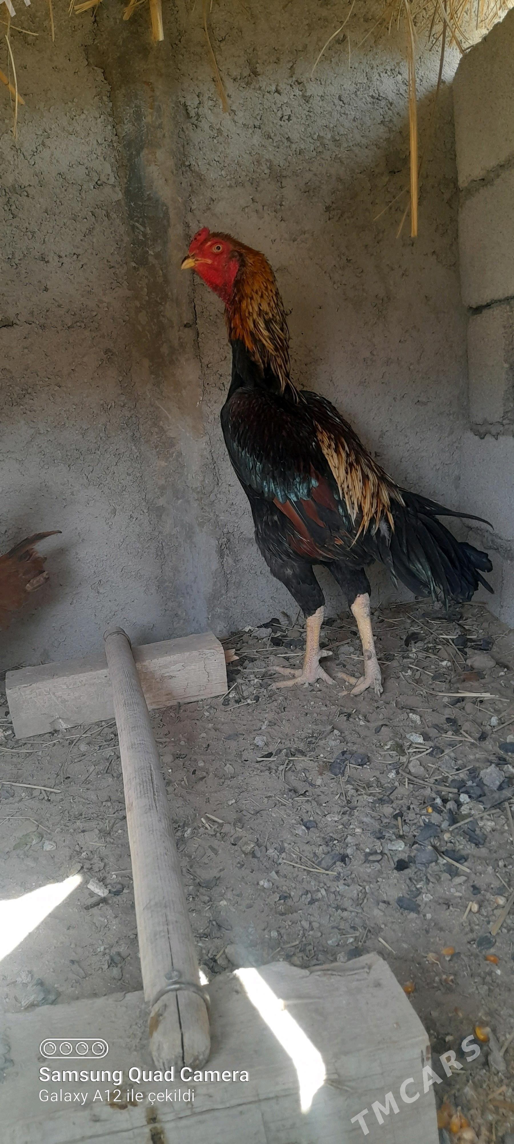 taşkent - Büzmeýin - img 3