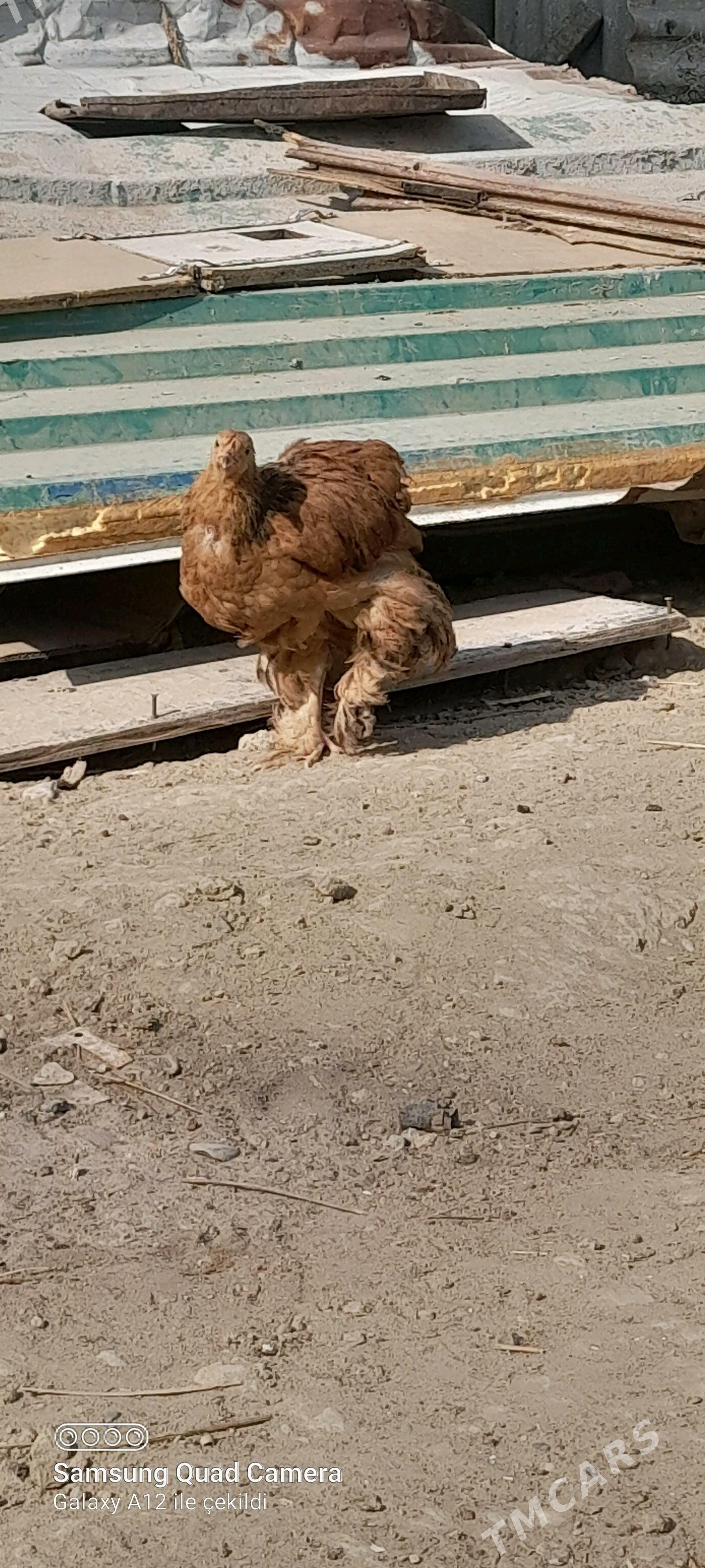 brama - Бузмеин - img 1