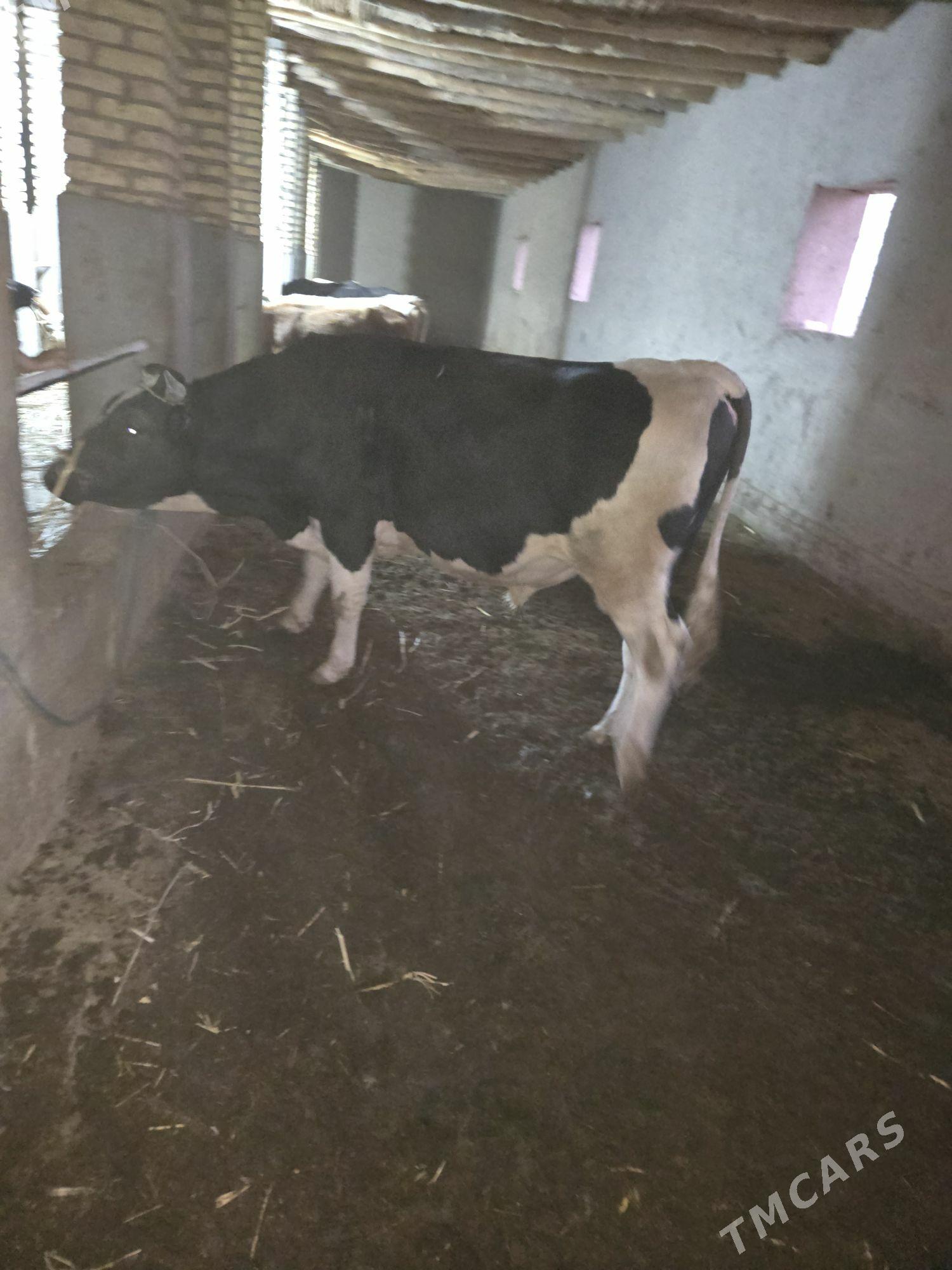 golşteyn okuz - Гурбансолтан Едже - img 2