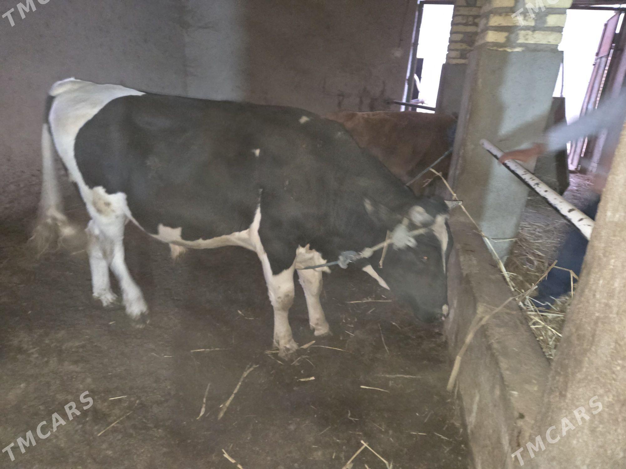 golşteyn okuz - Гурбансолтан Едже - img 5