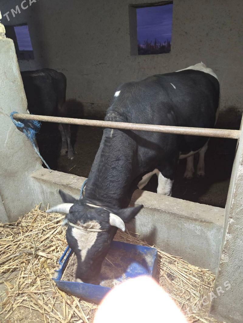 golşteyn okuz - Gurbansoltan Eje - img 1