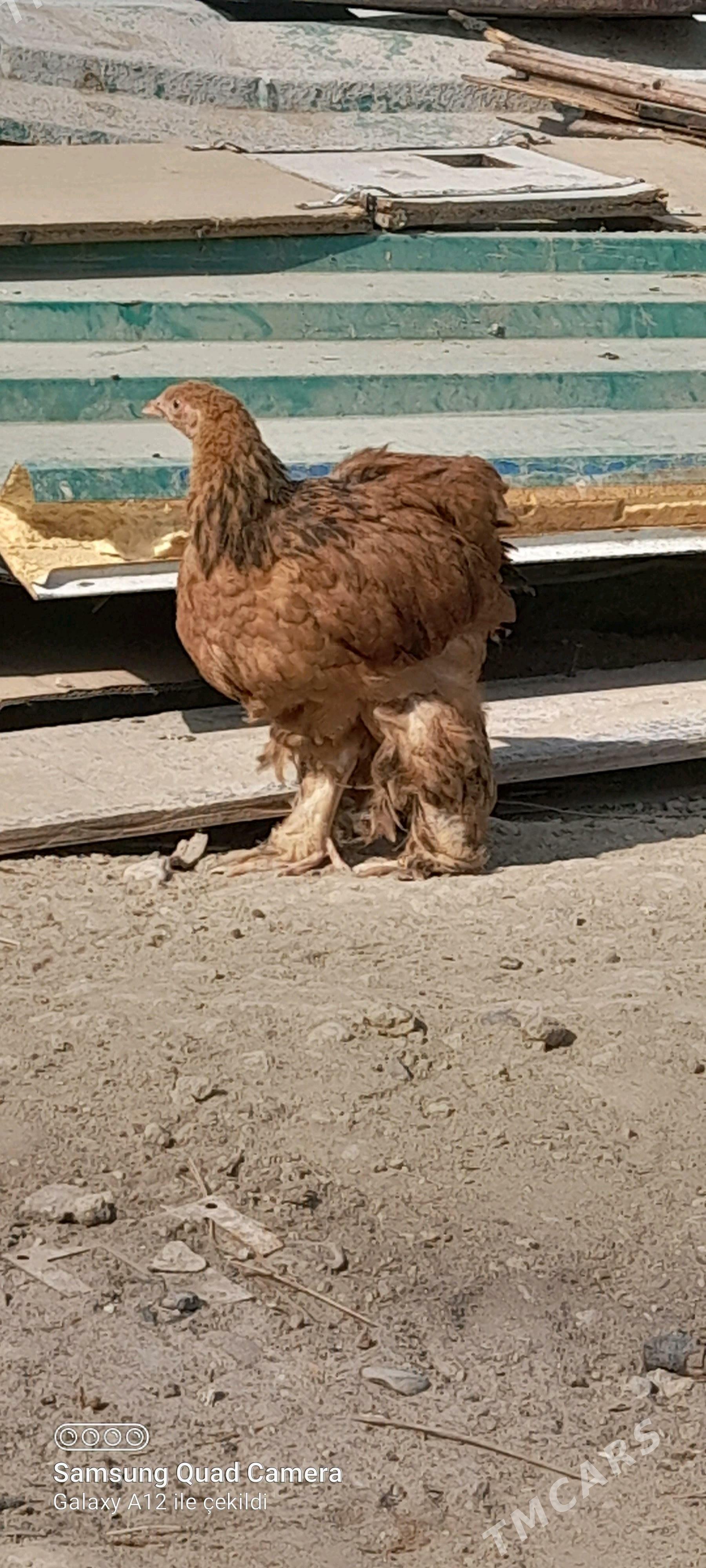 brama - Бузмеин - img 2