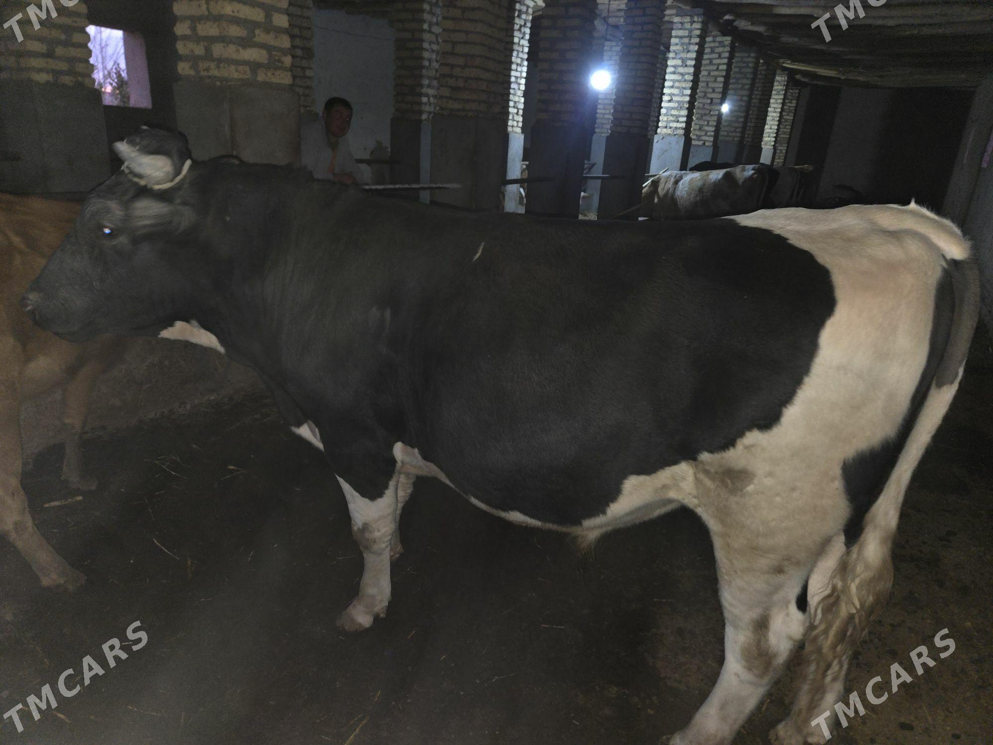 golşteyn okuz - Гурбансолтан Едже - img 3