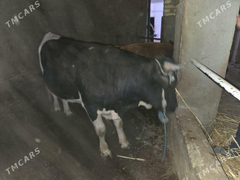 golşteyn okuz - Гурбансолтан Едже - img 4