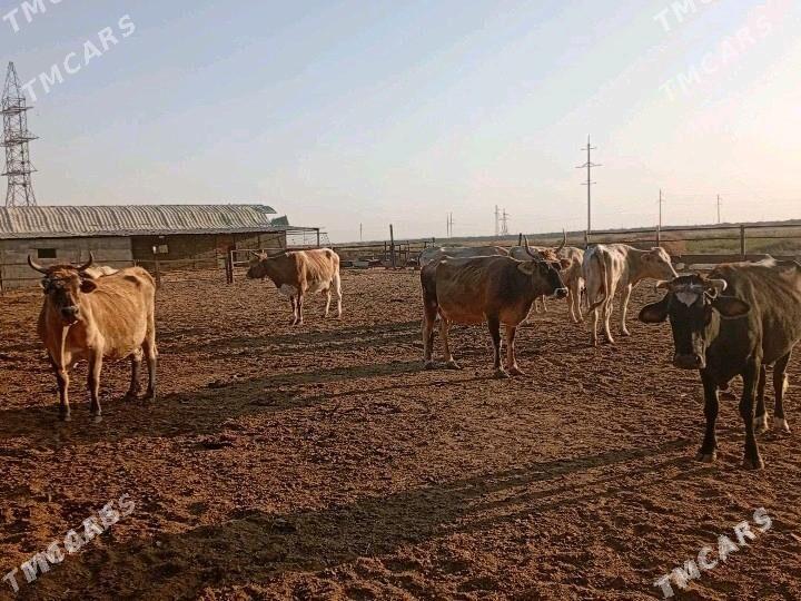 Sygyrlar - Гёкдепе - img 1