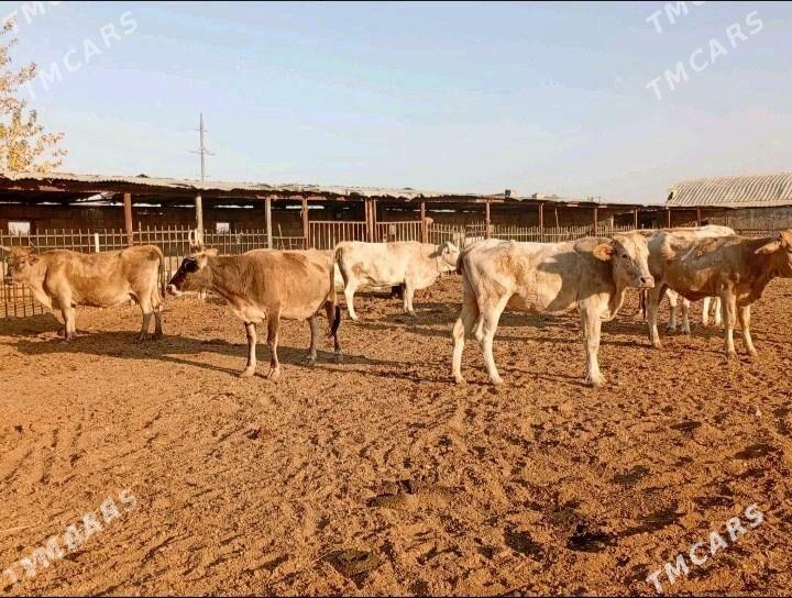 Sygyrlar - Gökdepe - img 2