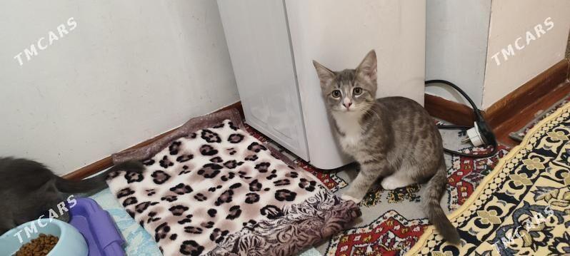 Pişik - Мир 1 - img 2