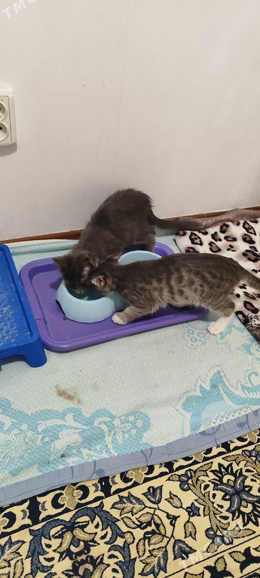 Pişik - Мир 1 - img 3