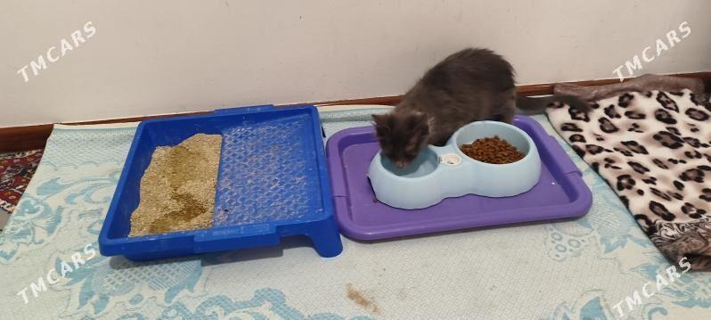 Pişik - Мир 1 - img 5