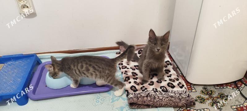 Pişik - Мир 1 - img 4