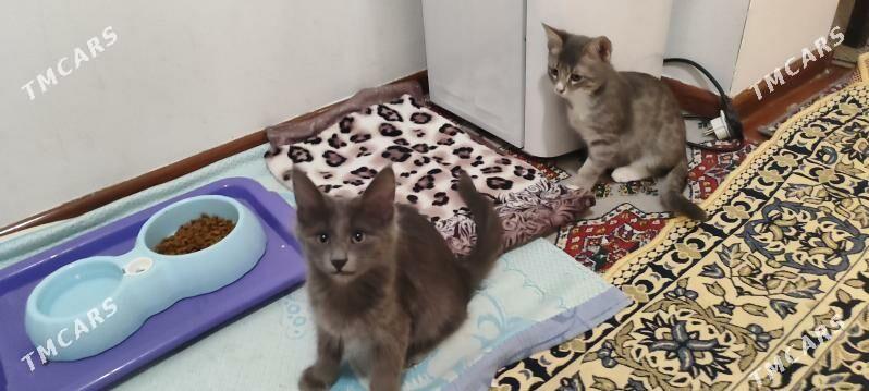 Pişik - Мир 1 - img 1